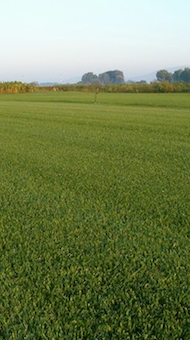 έτοιμος χλοοτάπητας